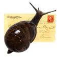 Postal Address